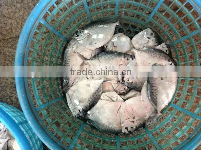 moon fish size 100-150g/pcs