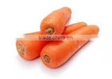carrot price