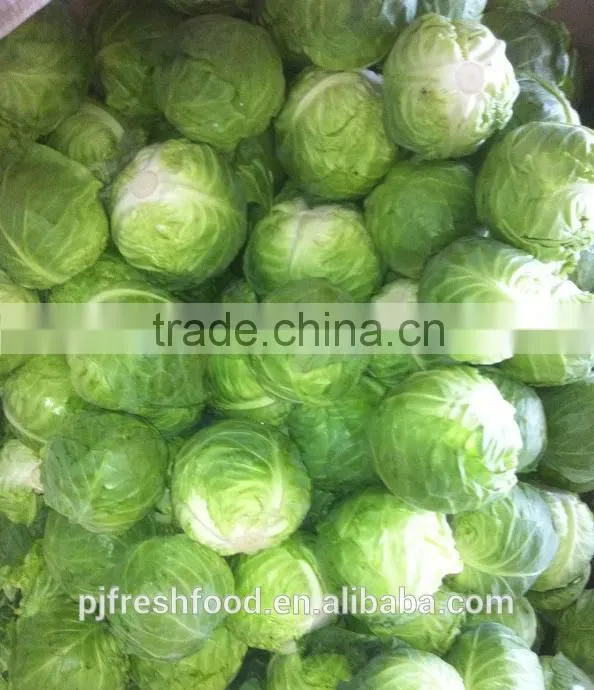 Hot sale Chinese Big White long Cabbage