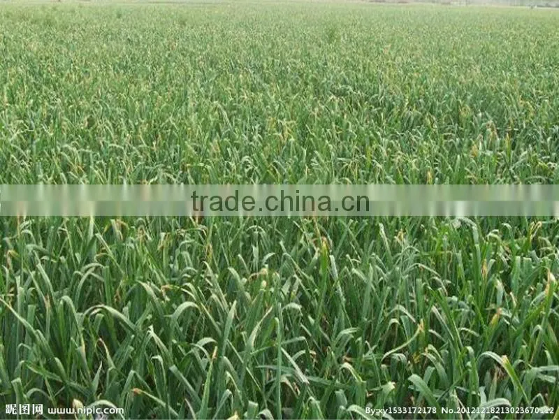 fresh normal white garlic whit good quality