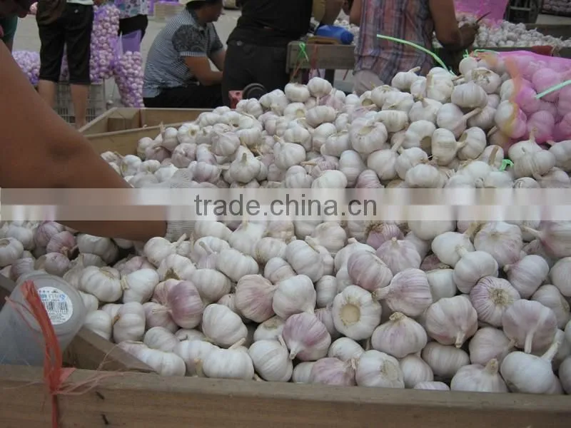 Pack in Mesh Bag or Carton Garlic