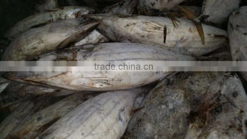 Export whole round seafood fish wholesale frozen skipjack sea food tuna price kingsun foods