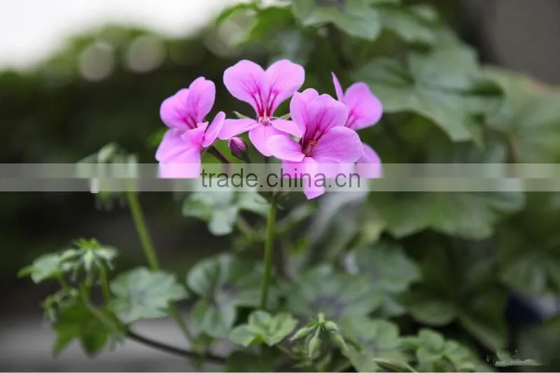 High Quality Geranium extract