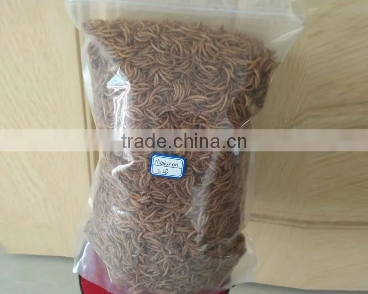 High Protein (53%) Dried Mealworm For Wild Tortoise Treat