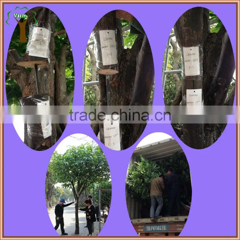Customized real wood ficus tree