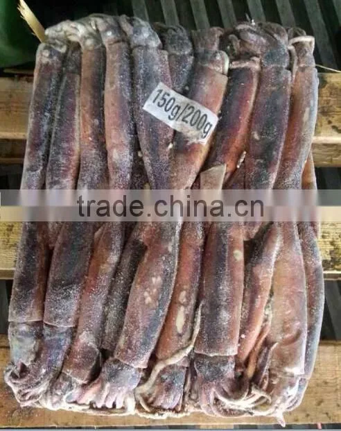 Frozen Illex Squid