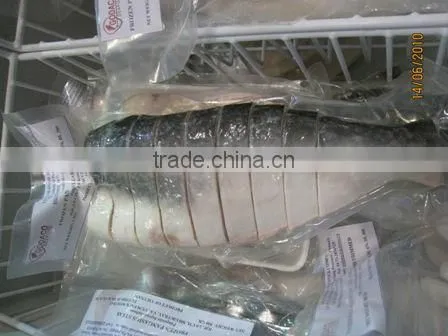 PANGASIUS FISH