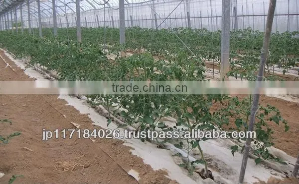 Natural and Hot-selling alibaba-store Kami Mulch for Fields at reasonable prices