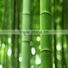 1.4dx38mm Bamboo Fiber for spinning