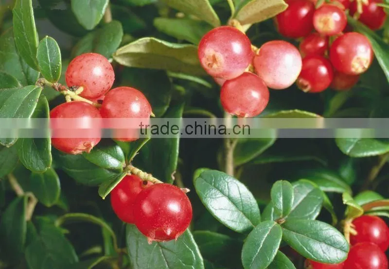 100 pure natural fructus rosae oil,Rosa Mosqueta oil