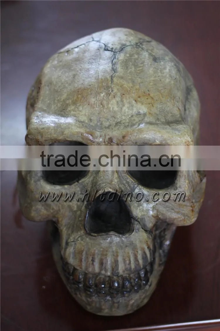 Human skull for museum and school