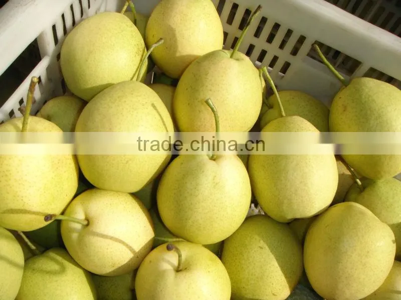 2015 fresh shandong pear supplying in china
