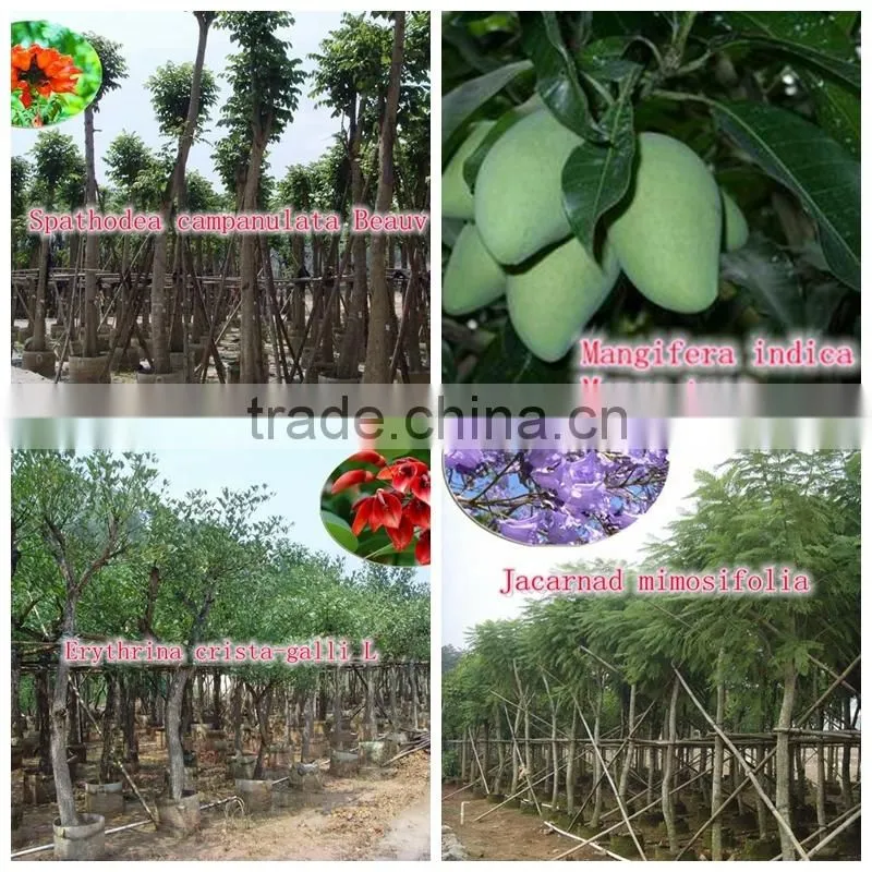 outdoor green decorative ornamental foliage landscaping green arbor plants trees