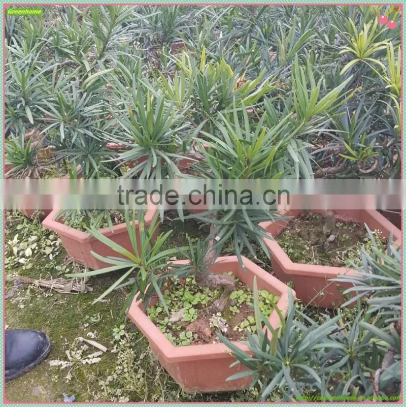 Podocarpus Macrophyllus for Decoration S shape