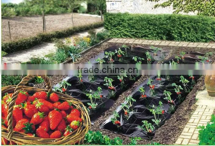 plastic agricultural film with 4.5cm holes