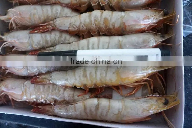 Frozen Banded Shrimp