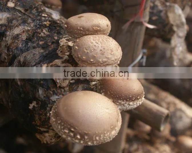 dried tea flower mushroom