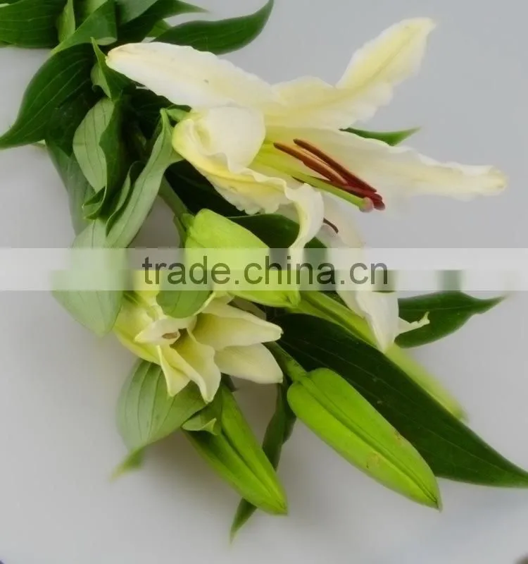 High grade siberia little lily flowers