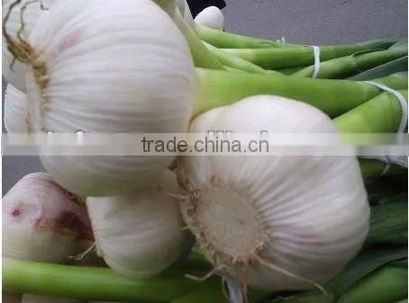 Pure White Garlic