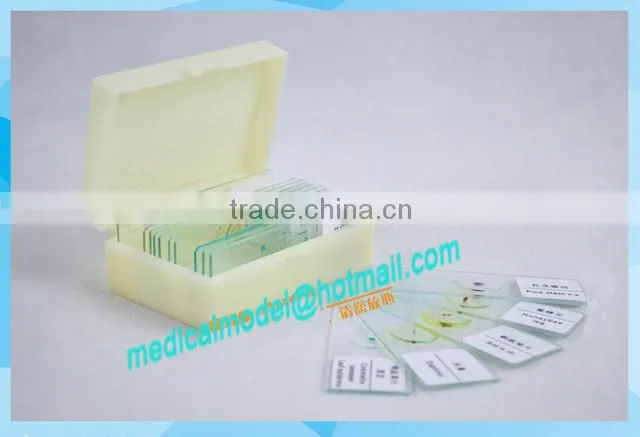 Zoology different slides set of 25 slides