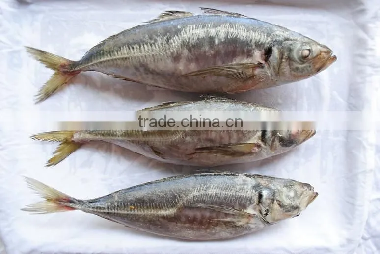 Frozen Mackerel Price Indian Mackerel Pacific Mackerel