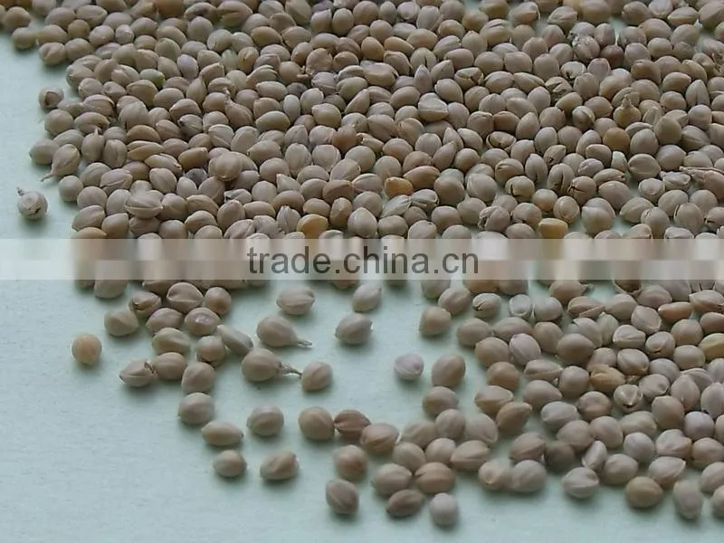 GREEN MILLET IN HUSK FOR BIRD FEEDS