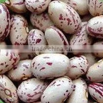 Good quality light speckled kidney beans,American type