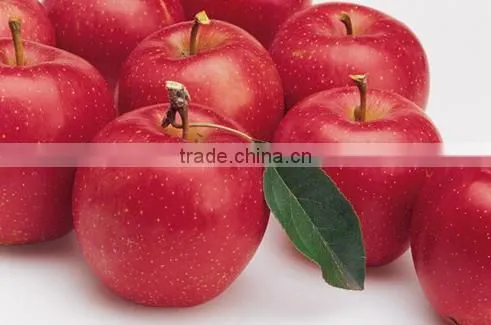 fresh fruit from China high quality and good price red big sweet crisp hanfu fresh apple