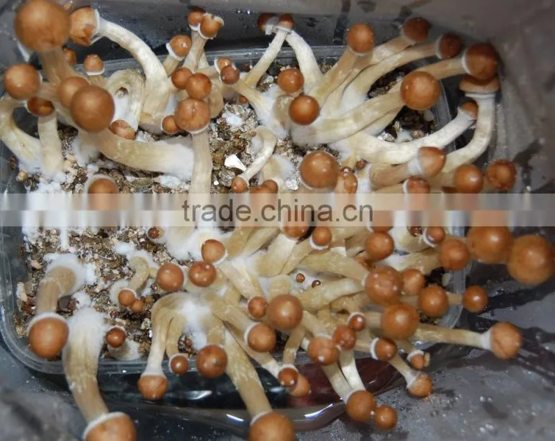 Good quality growing medium vermiculite for soil aeration