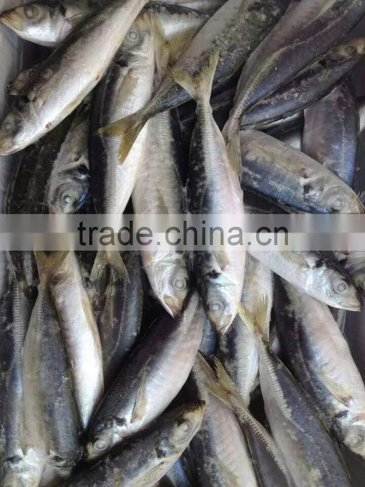 seafood frozen horse mackerel