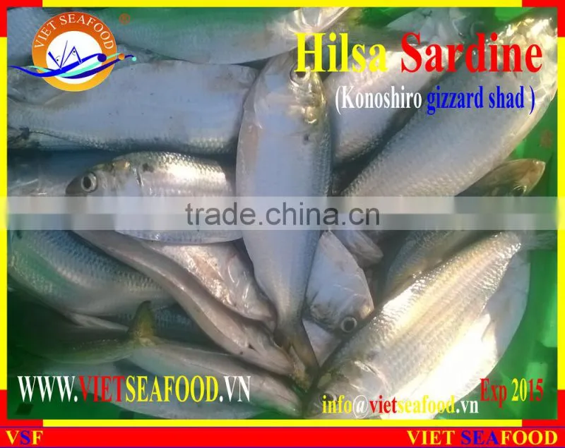 FROZEN HILSA SARDINE WHOLE ROUND