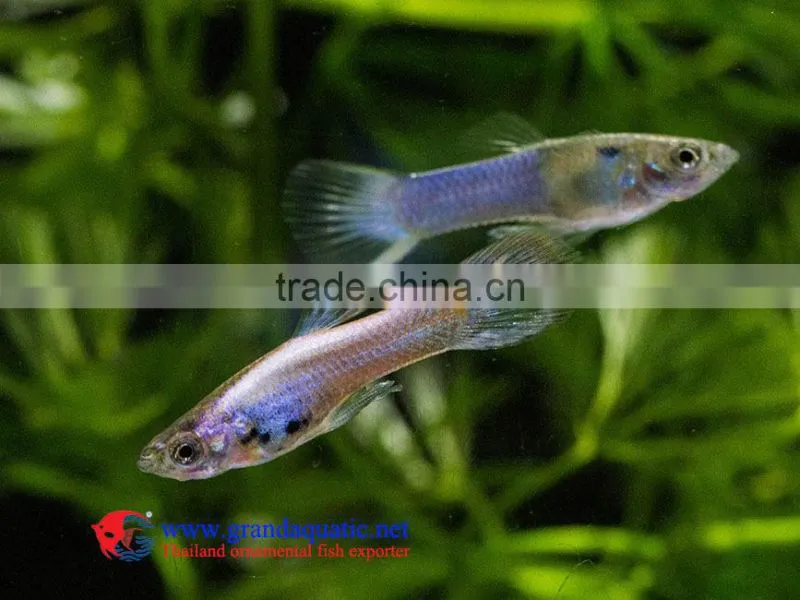 Endler Guppy Fish / Guppy fish for sale