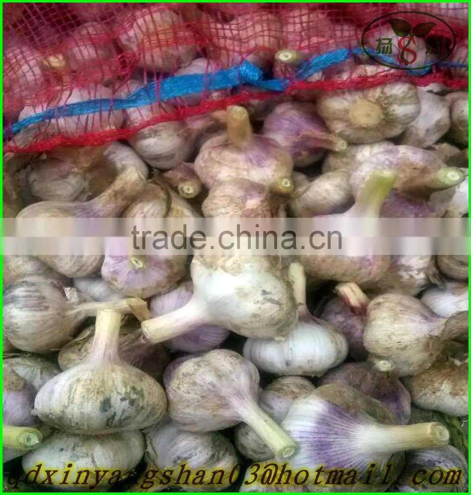 (NEW) 2015 factory hot sale fresh garlic