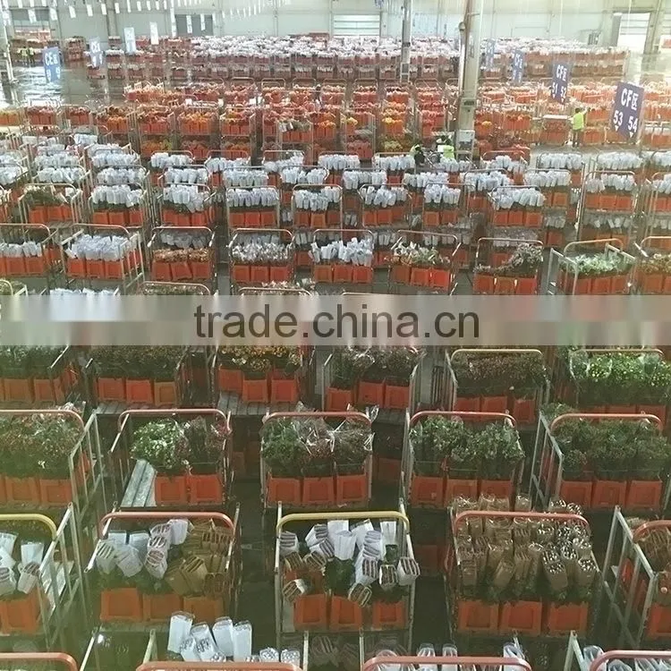 Top grade hot selling fresh cut flower eustoma wholesale