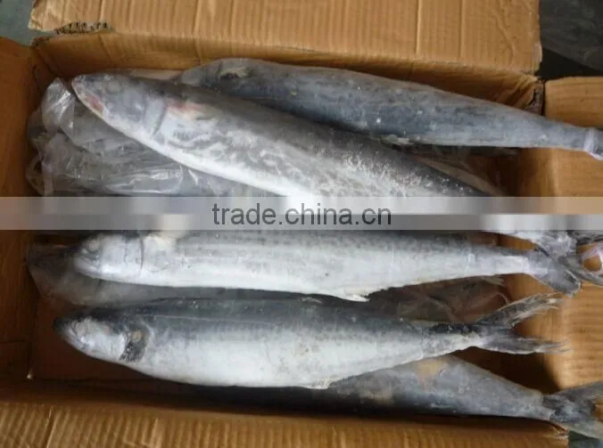2015 frozen spanish mackerel whole round