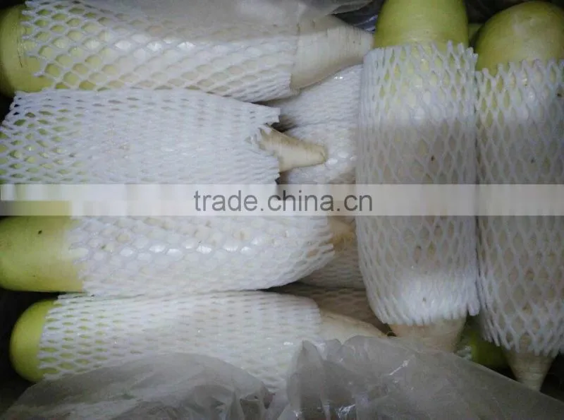 New crop fresh radish from Shandong