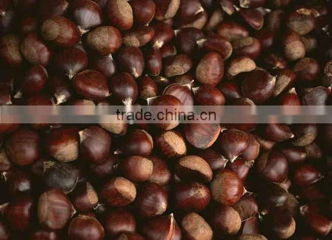 Chinese Fresh Chestnut
