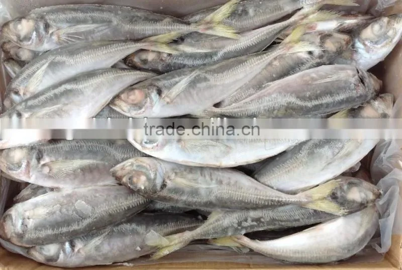 frozen whole round fish Horse mackerel 22-25cm for sale
