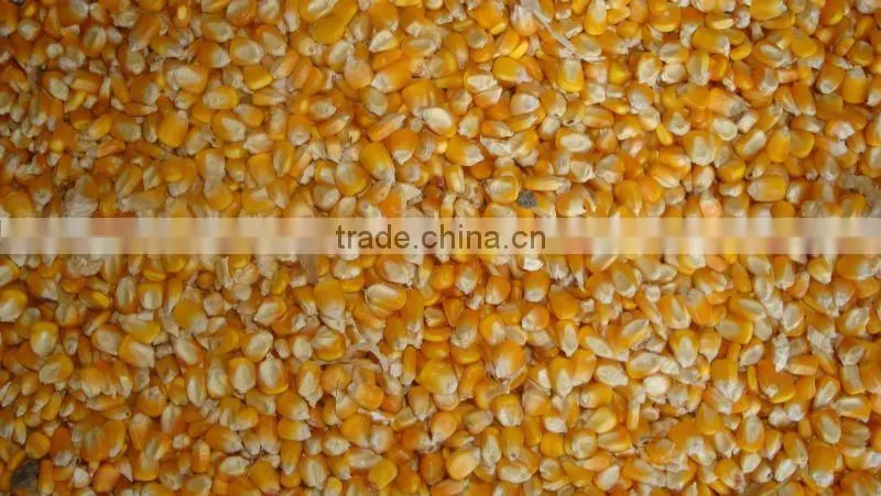 Indian Yellow Maize