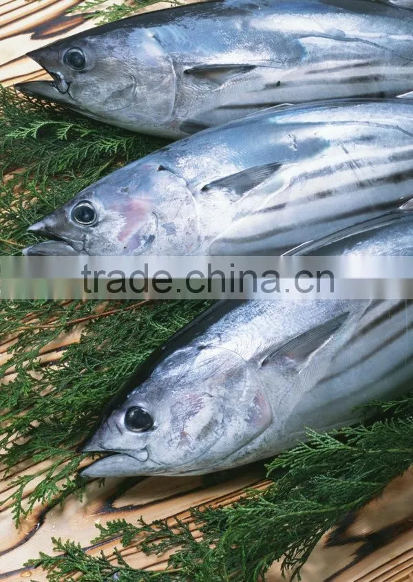 Middle size frozen skipjack fish on sale