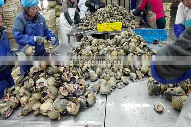 high quality frozen giant size clam with good services
