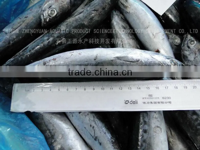 Zhengyuan Seafood Sea Frozen Skipjack Tuna