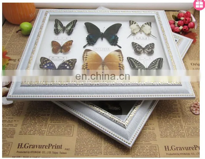 Real Butterfly Mounted in Frames - Decoration & Gifts