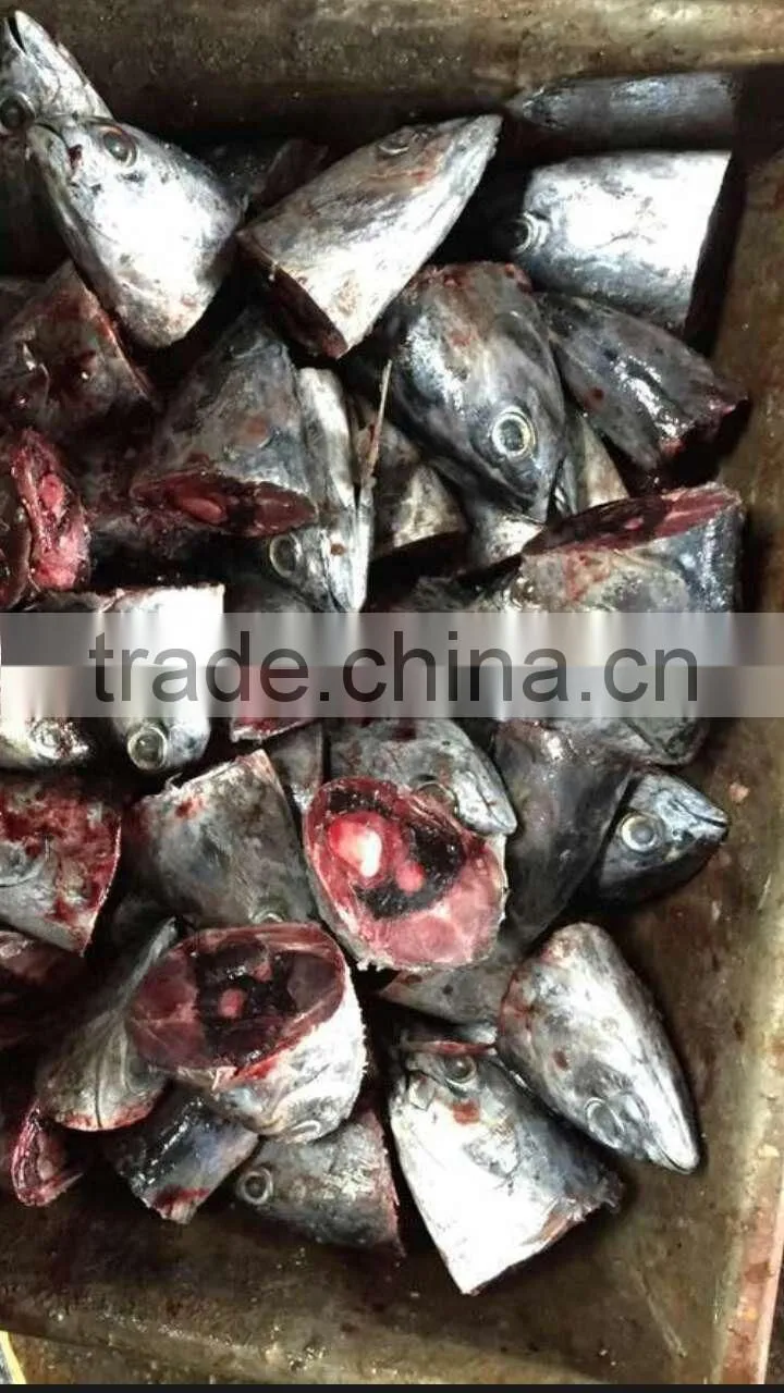 2015 frozen bonito head for bait