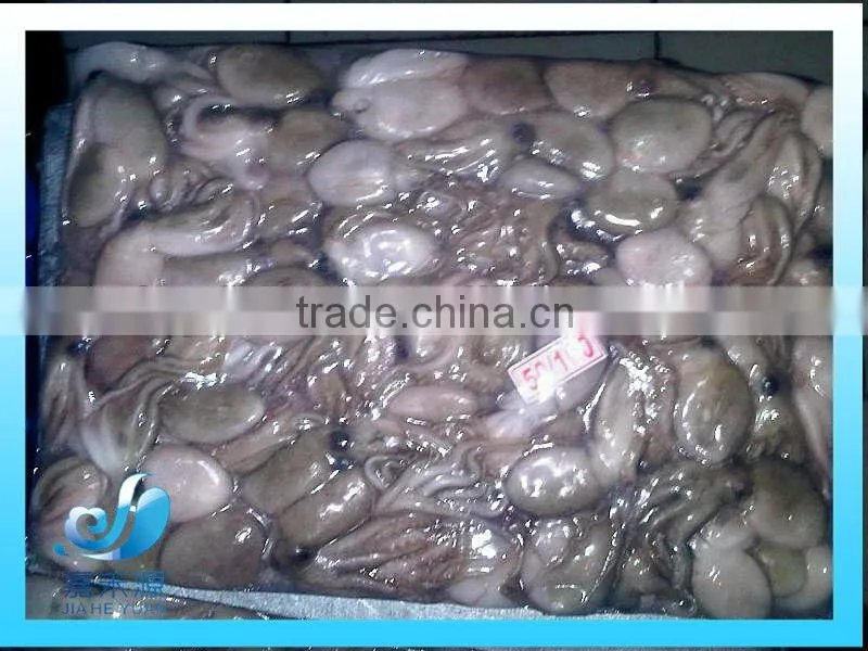 Frozen whole Squid