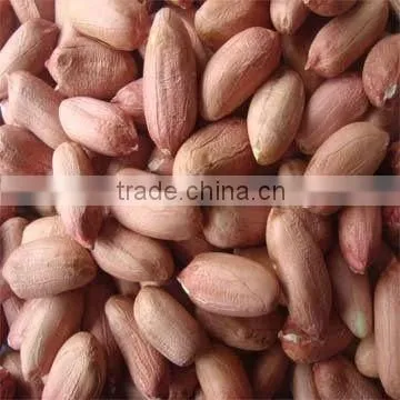 Roasted Peanut