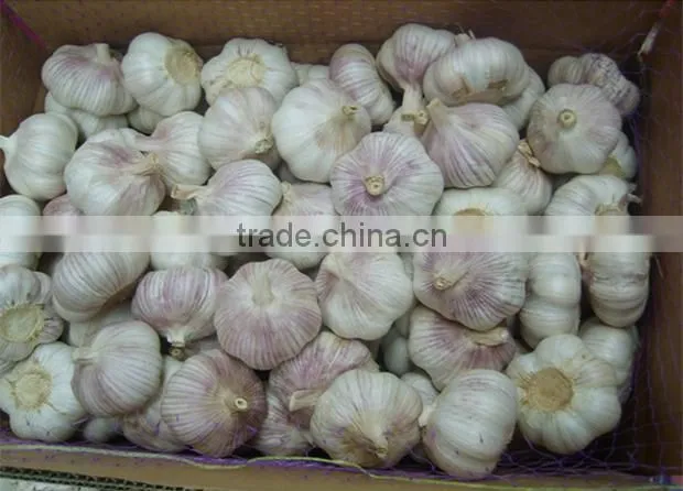 Fresh garlic fresh red garlic
