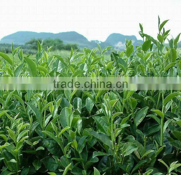 instant green tea extract powder