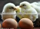 egg hatching machine/duck egg incubation machine