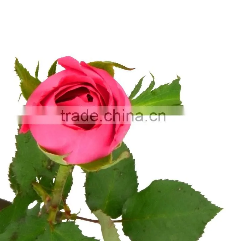High quality valentine festive dubai fresh flower importers names of flowers used for decoration artificial hydrangea